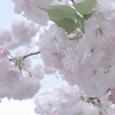 Furry插画笔刷运用Furry群